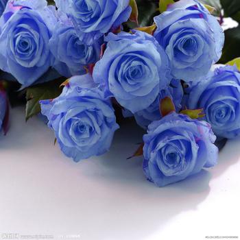 爱情蓝玫瑰花语与蓝玫瑰折纸纸艺欣赏