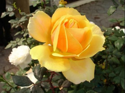 黄玫瑰花语里的纯洁祝福送给黄玫瑰一般美好的朋友