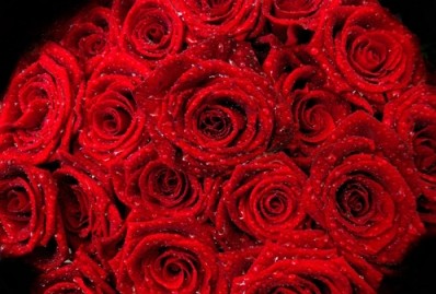 幸福的25朵玫瑰花语说给幸福的人听