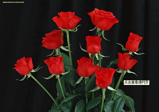 当爱情化解为亲情才能读懂9朵玫瑰花语里的天长地久