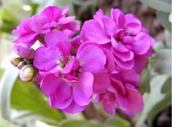 紫罗兰花语中的爱在折纸紫罗兰中表白