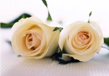 折纸白玫瑰选择所爱的，说说白玫瑰花语珍惜拥有的