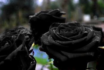温柔玫瑰，温柔真心，独一无二的黑玫瑰花语