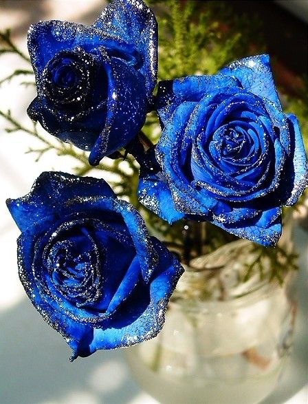 蓝玫瑰花语之相知是一种宿命