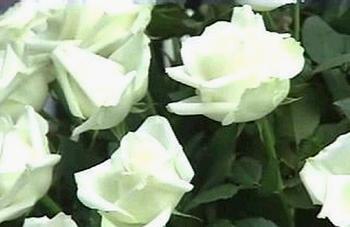 请不要忘记21朵白玫瑰花语里的纯洁真诚之爱