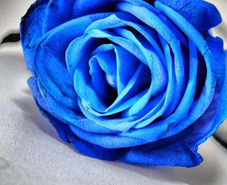 玫瑰花语大全之蓝色玫瑰花语寓意敦厚和善良【附纸折法教程】
