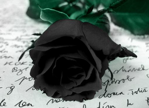 玫瑰花语大全之黑色玫瑰花语为我所有【附最新纸玫瑰折法教程】