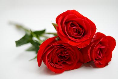 玫瑰花语大全之三朵玫瑰花代笔我爱你【附漂亮纸玫瑰花折法】