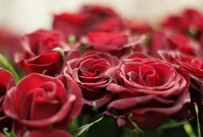 玫瑰花语大全之13朵玫瑰代表友谊长存【附玫瑰花的折法视频】
