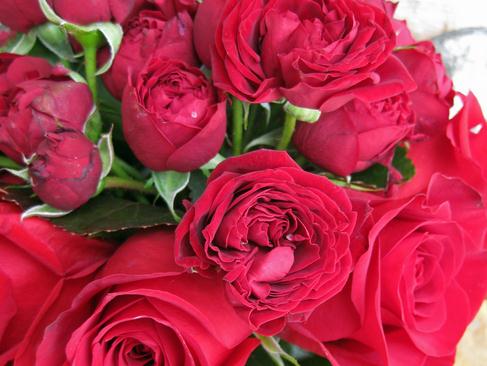 玫瑰花语大全之14朵玫瑰代表骄傲【附精美玫瑰花的折法】