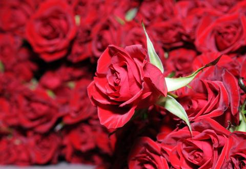 玫瑰花语大全之17朵玫瑰代表无可挽回的爱【附优雅玫瑰花的折法】