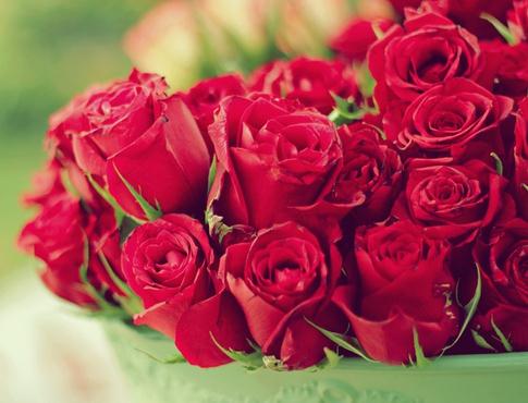 玫瑰花语大全之19朵玫瑰代表忍耐与期待【附暗恋玫瑰花的折法】