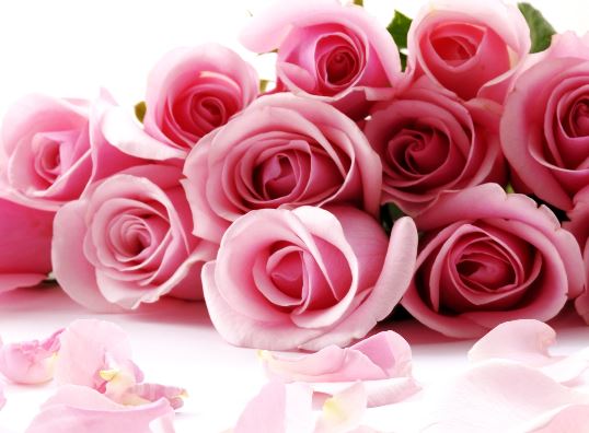 玫瑰花语大全之24朵玫瑰花代表思念【附创意玫瑰花的折法】
