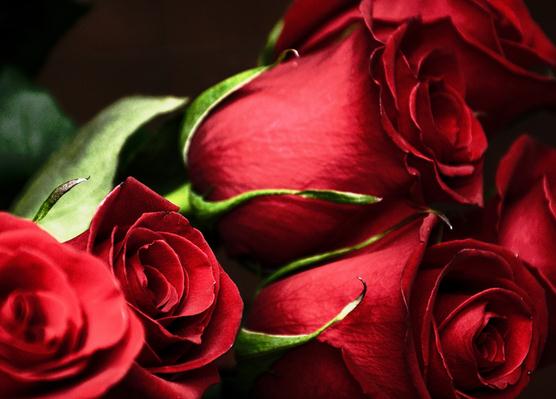 玫瑰花语大全之33朵玫瑰代表三生三世【附简单别致玫瑰花的折法】