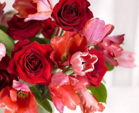 玫瑰花语之50朵玫瑰代表无悔的爱【附如何折玫瑰花】
