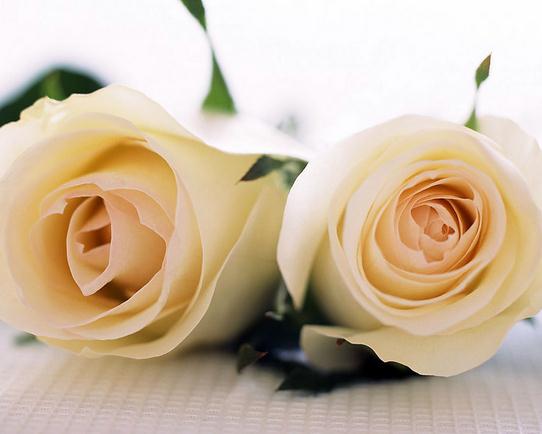 不同朵数的白玫瑰花语代表我爱你的程度
