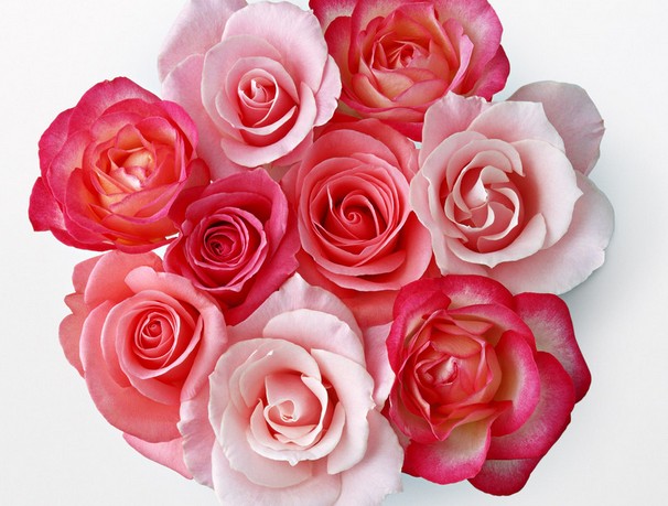 坚守6朵玫瑰花语里的互敬互爱互谅和所爱的人一起白首偕老