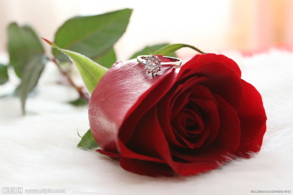 守在12朵玫瑰花语守着对你的与日俱增的爱