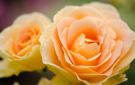 能逗乐一架蔷薇的人一定能给你蔷薇花语里的爱情