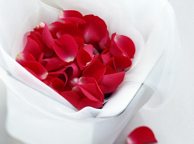 拥有20朵玫瑰花语里赤诚之心的人一定是个幸福的人