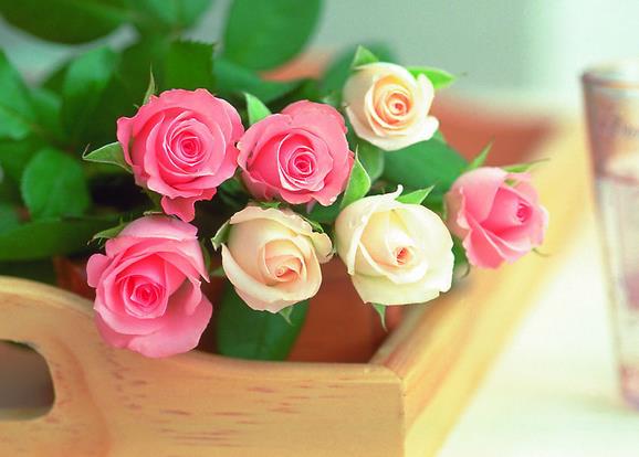 25朵玫瑰花语里的幸福送给智慧的25岁