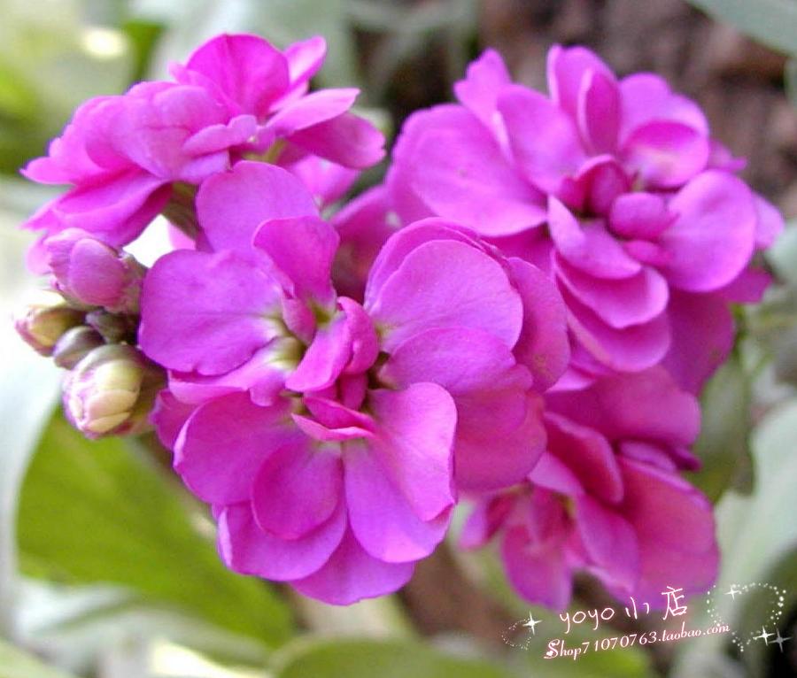 我很喜欢你因为你拥有紫罗兰花语中的永恒的美