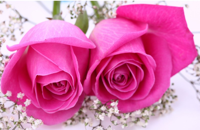 用18朵玫瑰花语里的真诚与坦白的态度过经营云淡风轻的人生