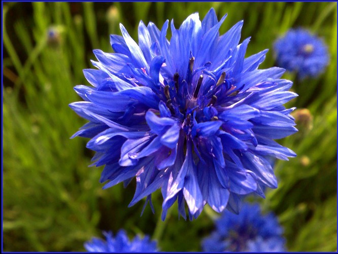 温柔可爱的蓝色矢车菊花语能让石块也会发芽也会粗糙的微笑