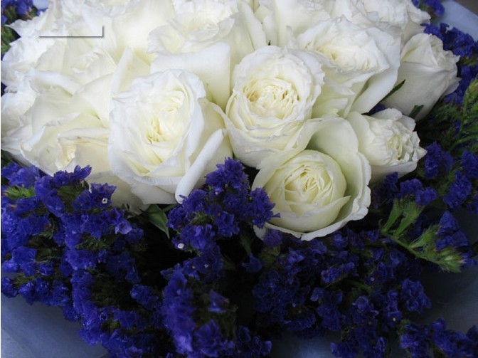 拥有22朵白玫瑰花语里纯洁的祝福之人会有一种可贵品质
