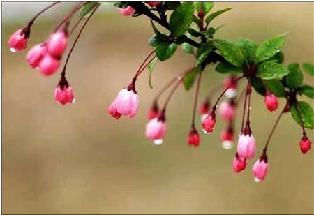 人生应该有一次和海棠花花语来一场温和美丽的邂逅