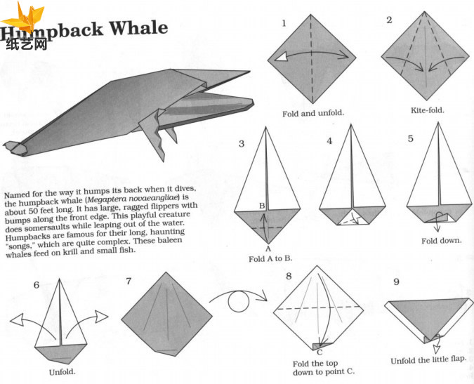 简单的折纸驼背鲸手工折纸教程教你制作出精美的折纸驼背鲸