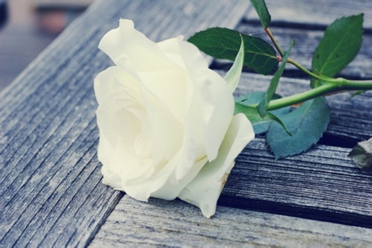 愿你得到22朵白玫瑰花语里的纯洁祝福有一个静好的岁月