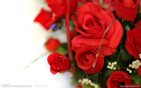 终有一天你会懂得25朵玫瑰花语里的幸福