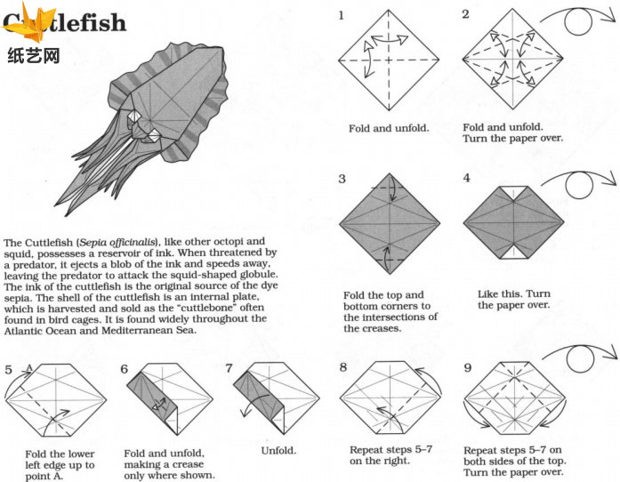 独特的海洋动物折纸大全教程展示出折纸乌贼如何制作