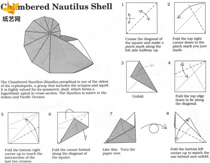 手工折纸的鹦鹉螺教程展示出折纸鹦鹉螺是如何进行折叠制作的