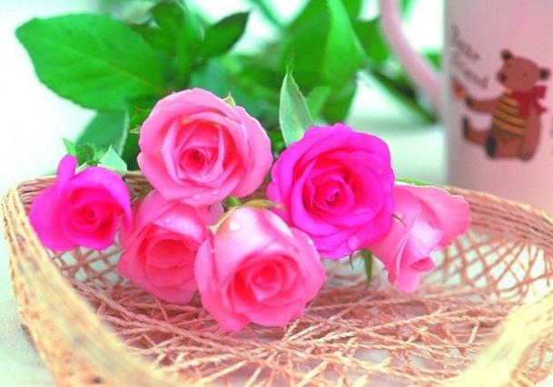 生命里值得你送出5朵玫瑰花语里的由衷欣赏的人和事