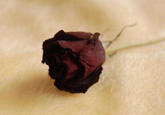 黑玫瑰花语里的温柔真心让你拥有静好的岁月还不够吗？