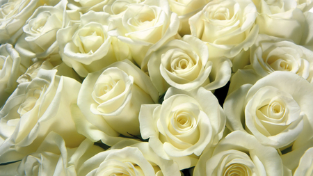 云淡风轻的岁月里走进99朵白玫瑰花语里的超然永恒