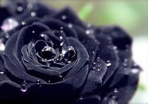 如果你有一颗黑玫瑰花语里的温柔真心