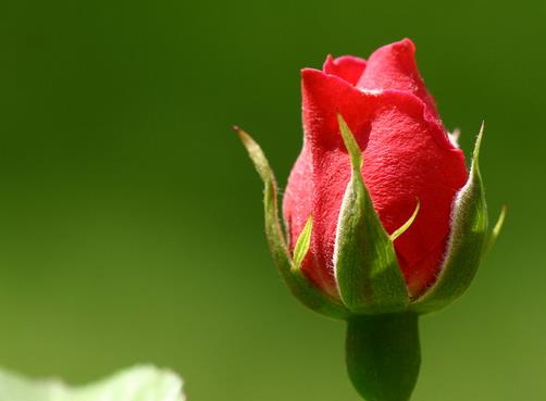 50朵玫瑰花语与一场美不期而遇