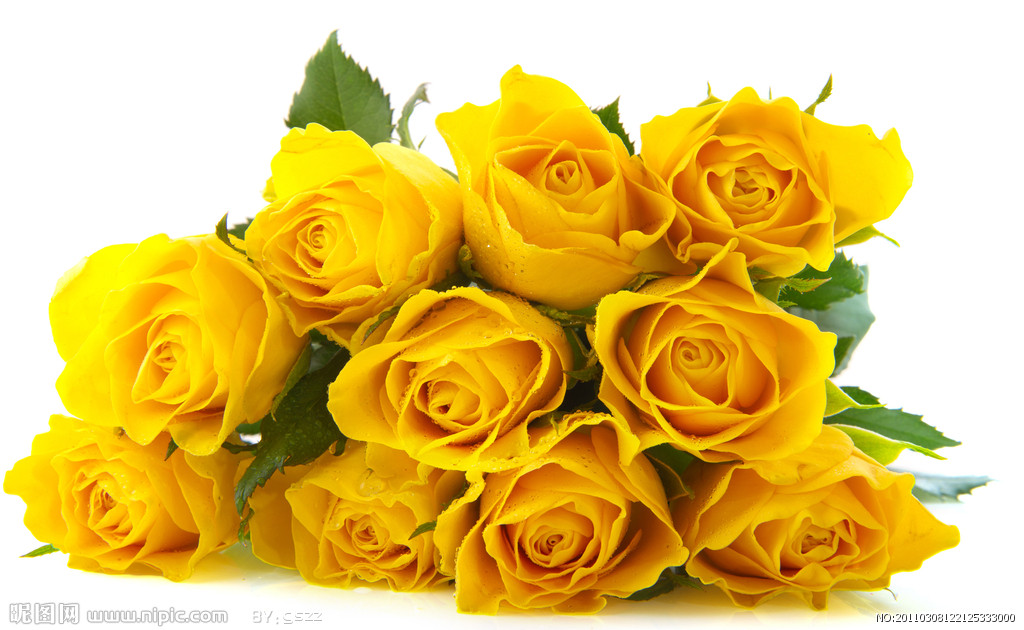 在3朵黄玫瑰花语消逝的爱里坚定人世的美好与信念