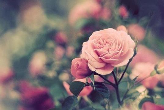 如果生日那天你收到21朵玫瑰请记住我放在21朵玫瑰花语里的真诚的爱（二）