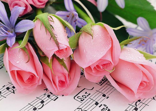 走进陈妙常与潘法成之间的21朵玫瑰花语里的真诚之爱