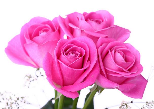 9朵玫瑰花朵代表的最真挚的玫瑰花语大全