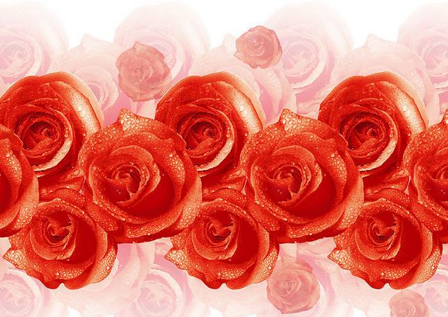 50朵玫瑰花语的邂逅情缘在人老去无成后成为心中的痛