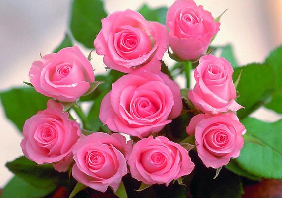 22朵白玫瑰花语里的纯洁祝福送在人生道路上