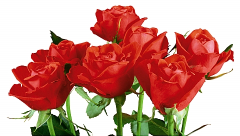 世间人虽多但是拥有20朵玫瑰花语里的赤诚之心的人却难得之二