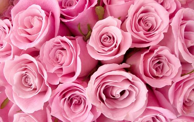 世间人虽多但是拥有20朵玫瑰花语里的赤诚之心的人却难得之一