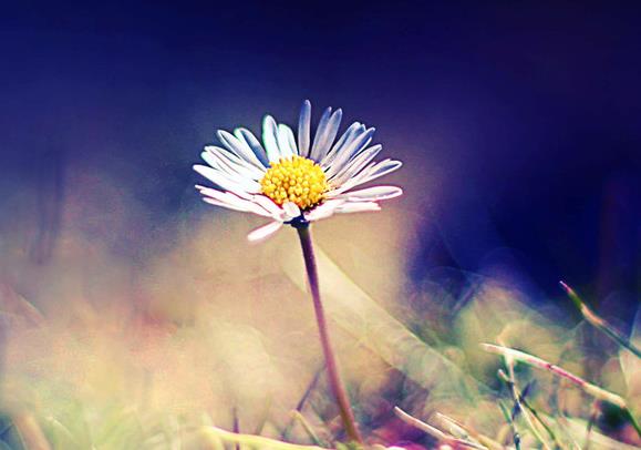 雏菊花语里的沉默之爱在懂得它的土壤上开出最明艳的花