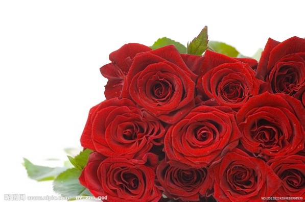 那些拥有20朵玫瑰花语里赤诚之心的人世界是一片清和美好的